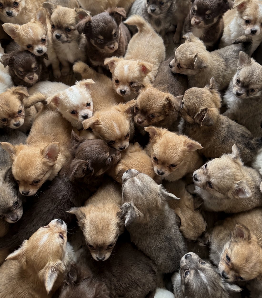 Viele Chihuahua-Welpen, ausgestanzt in der Form des Logos