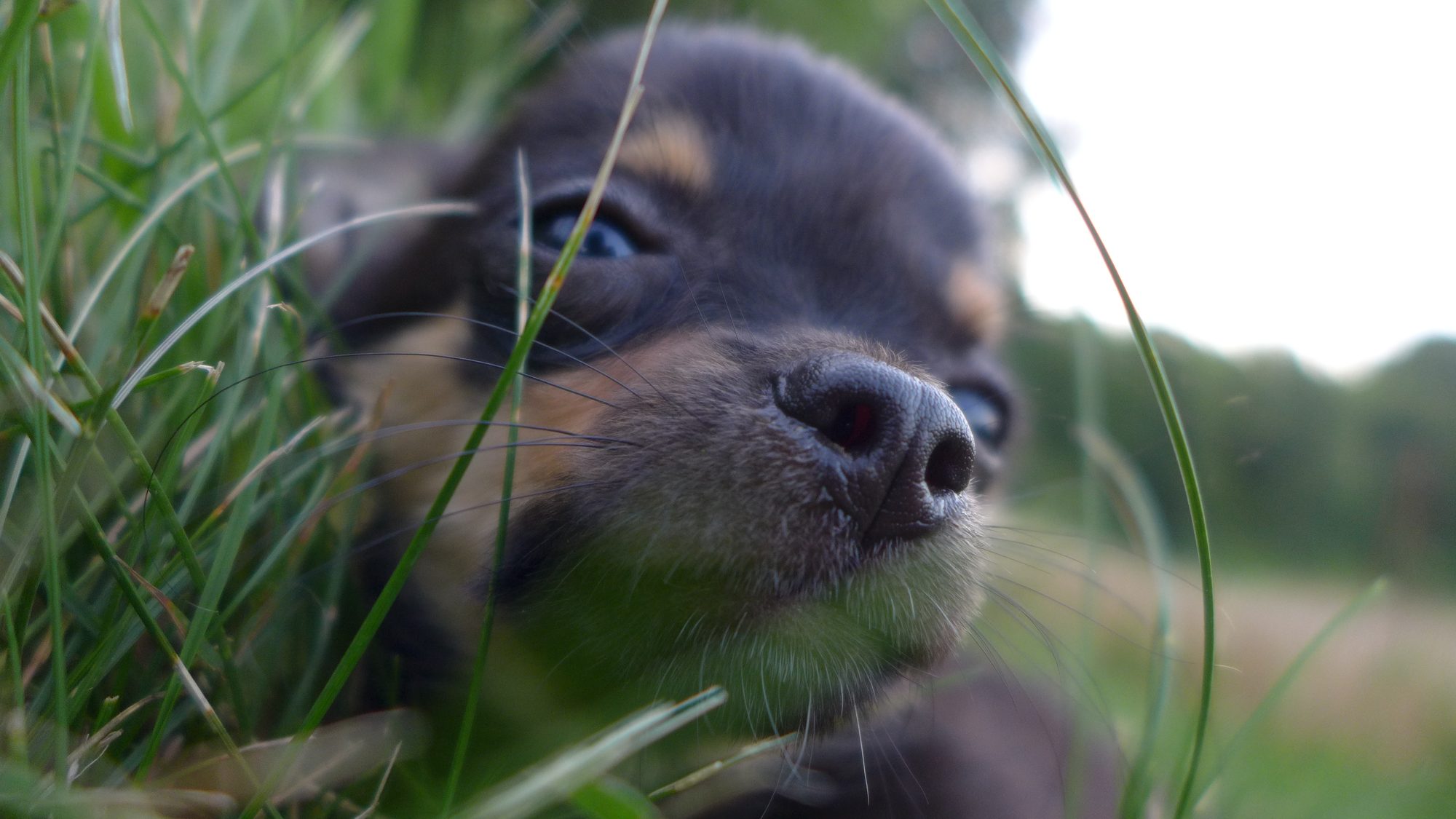 Chihuahua-Welpe im hohen Gras