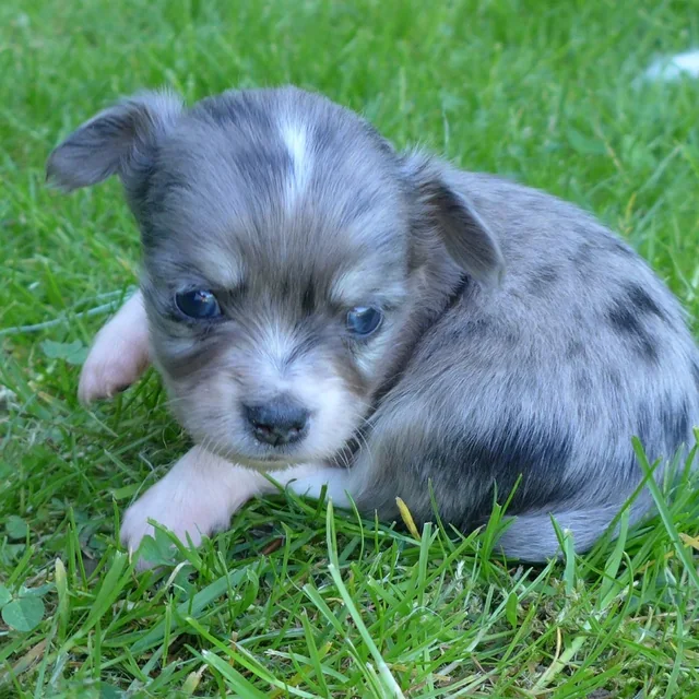Chihuahua-Welpe mit Blue-Merle-Zeichnung