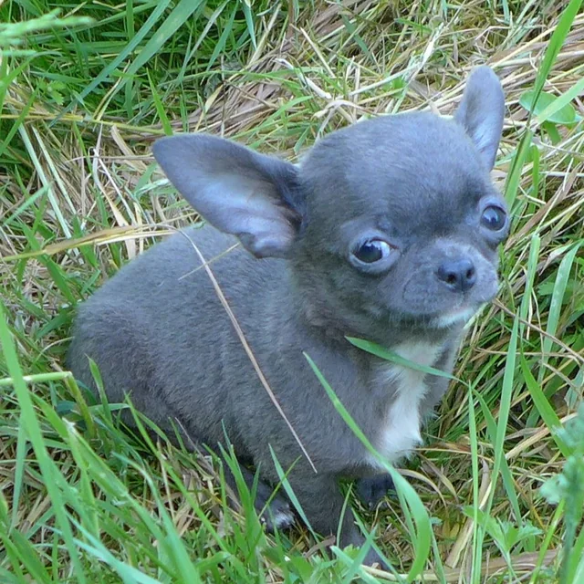 Chihuahua-Welpe in der verdünnten Farbe blue