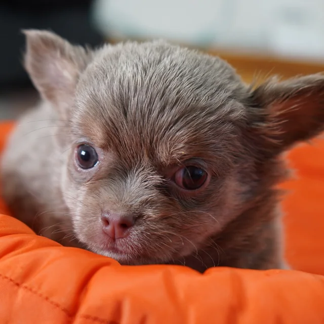 Chihuahua-Welpe in der verdünnten Farbe lilac