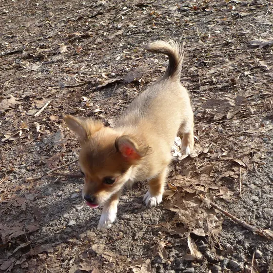 Chihuahua aus unserer Zucht