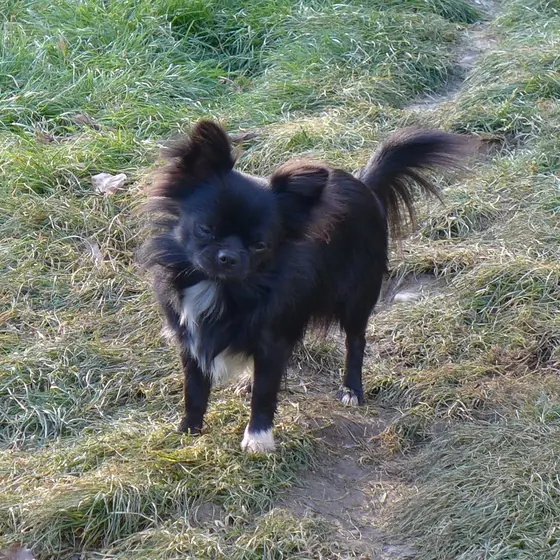 Chihuahua aus unserer Zucht
