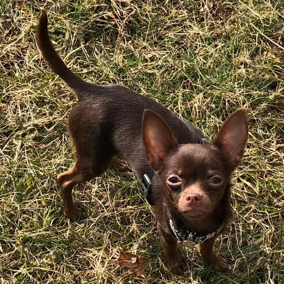 Chihuahua aus unserer Zucht