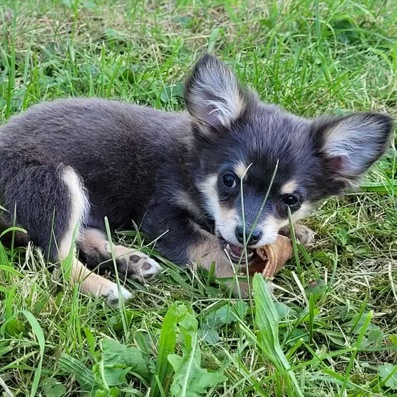 Chihuahua aus unserer Zucht